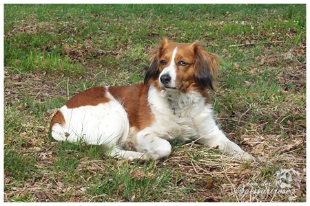 Kooikerhondje von der Spessartrose