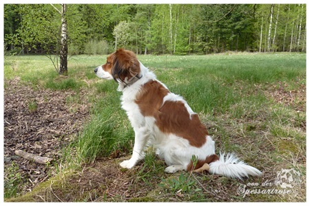 Kooikerhondje von der Spessartrose