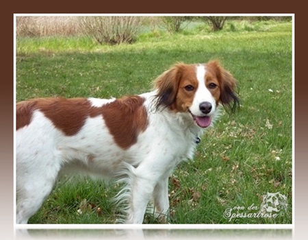 Kooikerhondje von der Spessartrose