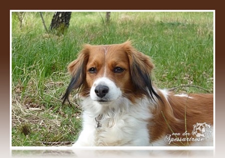 Kooikerhondje von der Spessartrose