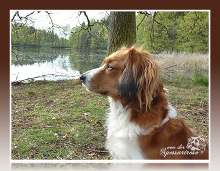 Kooikerhondje von der Spessartrose