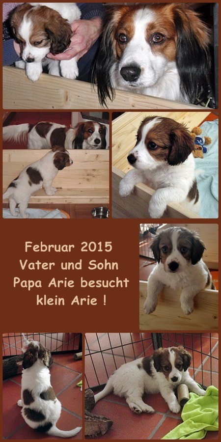 Kooikerhondje von der Spessartrose