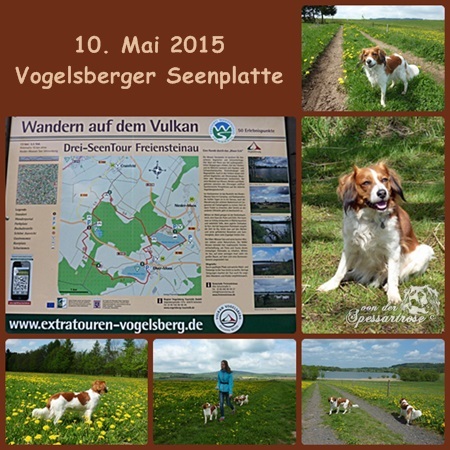 Kooikerhondje von der Spessartrose