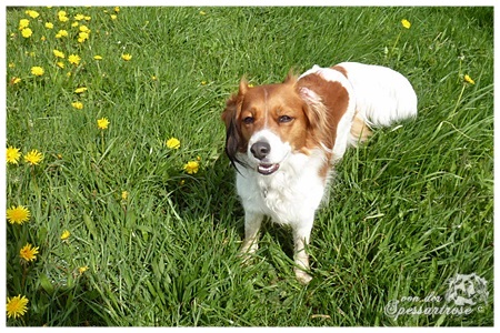 Kooikerhondje von der Spessartrose