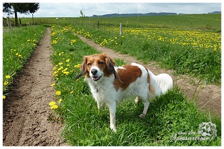 Kooikerhondje von der Spessartrose