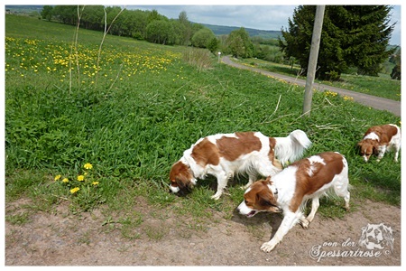 Kooikerhondje von der Spessartrose