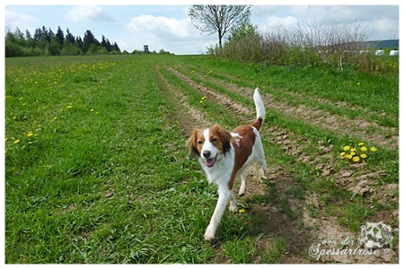 Kooikerhondje von der Spessartrose