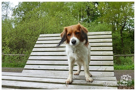 Kooikerhondje von der Spessartrose