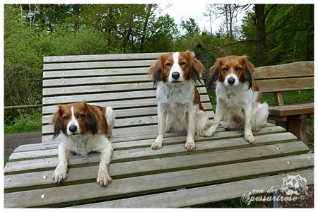 Kooikerhondje von der Spessartrose