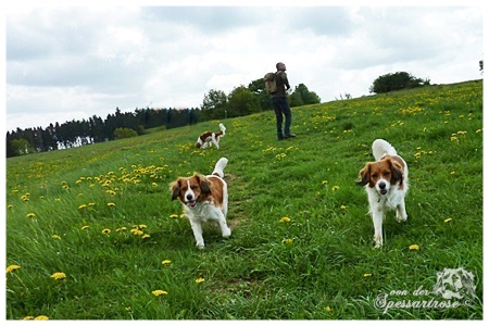 Kooikerhondje von der Spessartrose