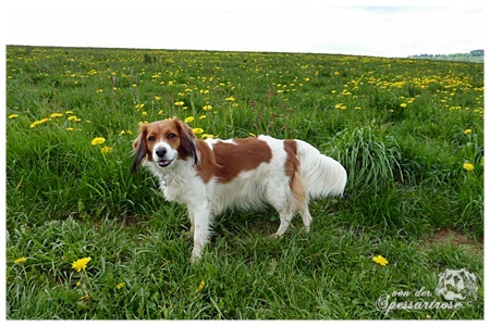 Kooikerhondje von der Spessartrose