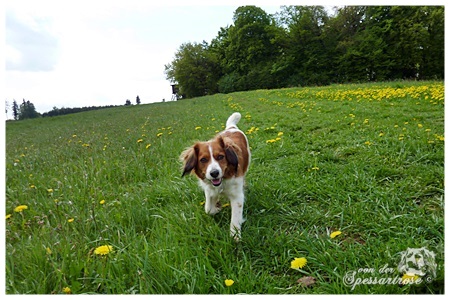 Kooikerhondje von der Spessartrose