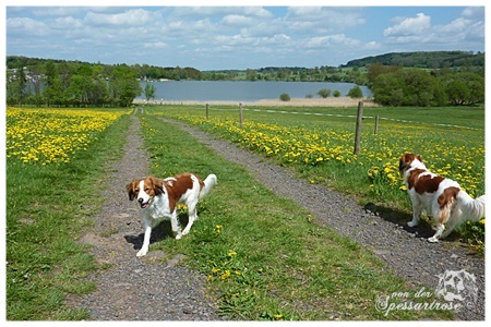 Kooikerhondje von der Spessartrose