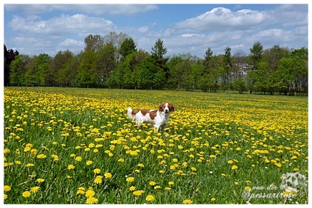 Kooikerhondje von der Spessartrose