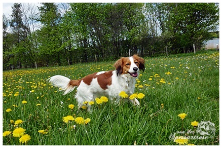 Kooikerhondje von der Spessartrose