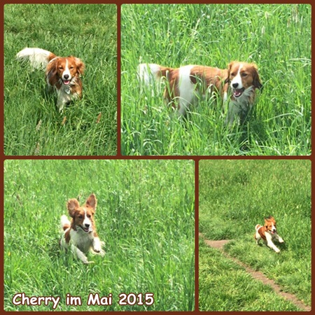 Kooikerhondje von der Spessartrose