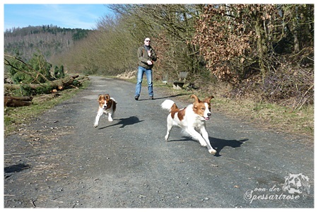 Kooikerhondje von der Spessartrose