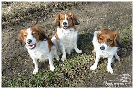 Kooikerhondje von der Spessartrose