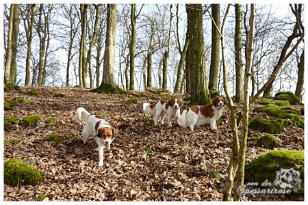 Kooikerhondje von der Spessartrose