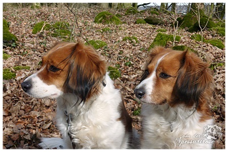 Kooikerhondje von der Spessartrose