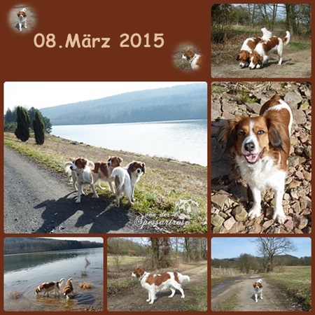 Kooikerhondje von der Spessartrose