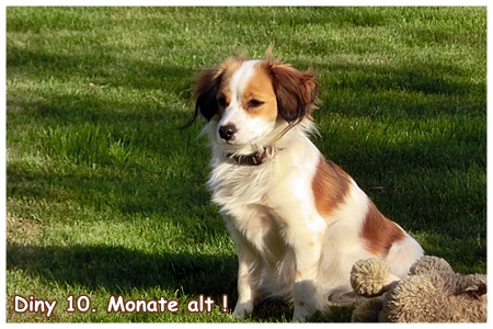 Kooikerhondje von der Spessartrose