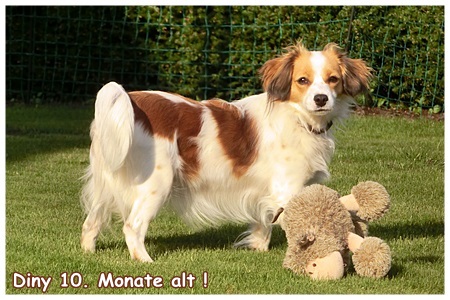 Kooikerhondje von der Spessartrose