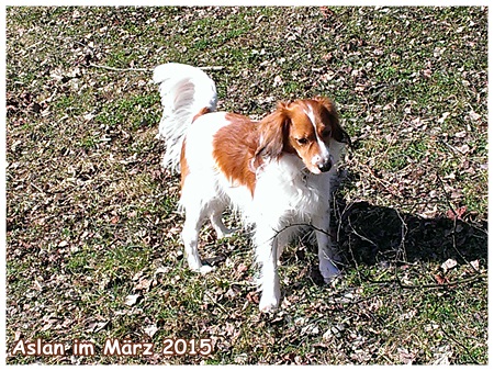 Kooikerhondje von der Spessartrose