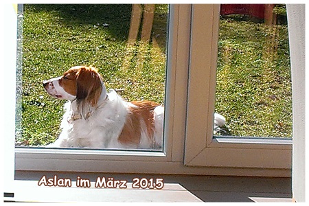 Kooikerhondje von der Spessartrose