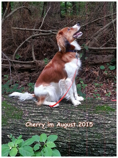 Kooikerhondje von der Spessartrose