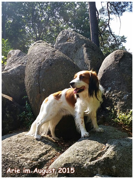 Kooikerhondje von der Spessartrose