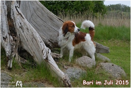 Kooikerhondje von der Spessartrose