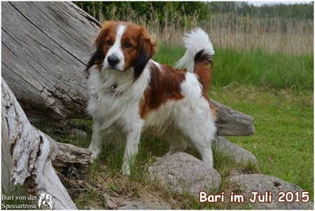 Kooikerhondje von der Spessartrose