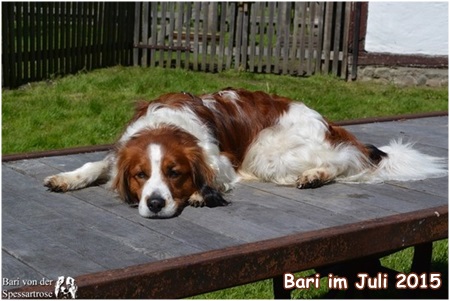 Kooikerhondje von der Spessartrose