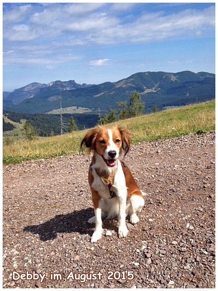 Kooikerhondje von der Spessartrose