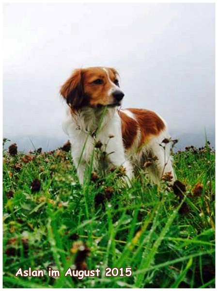 Kooikerhondje von der Spessartrose