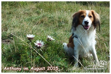 Kooikerhondje von der Spessartrose