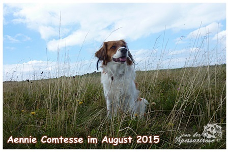 Kooikerhondje von der Spessartrose