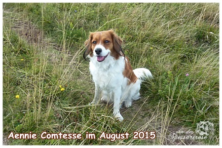 Kooikerhondje von der Spessartrose