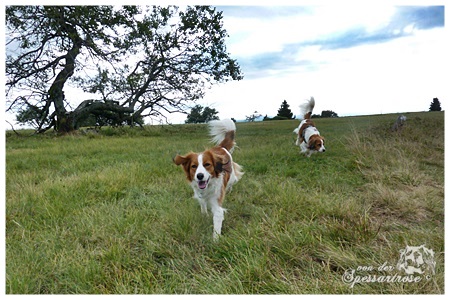 Kooikerhondje von der Spessartrose