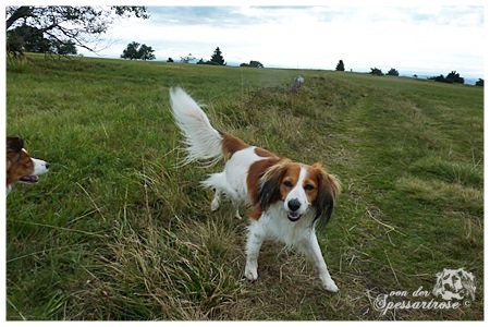 Kooikerhondje von der Spessartrose