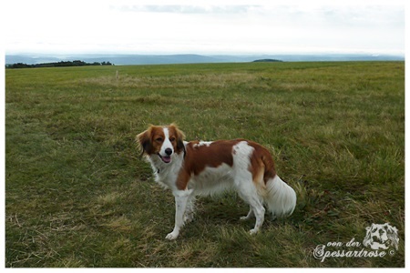 Kooikerhondje von der Spessartrose