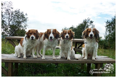 Kooikerhondje von der Spessartrose