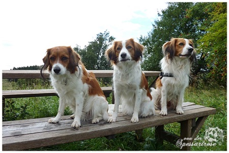 Kooikerhondje von der Spessartrose