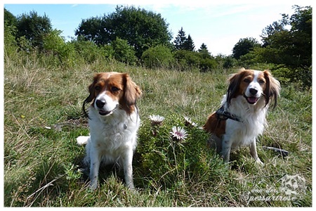 Kooikerhondje von der Spessartrose