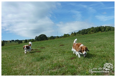 Kooikerhondje von der Spessartrose