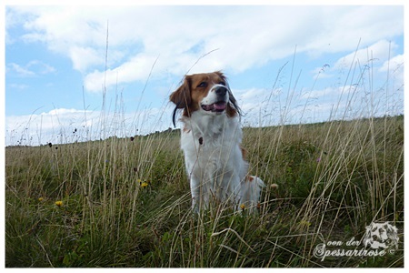 Kooikerhondje von der Spessartrose