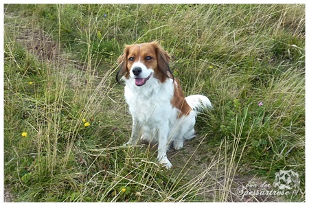 Kooikerhondje von der Spessartrose