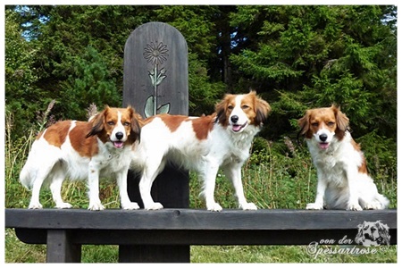 Kooikerhondje von der Spessartrose