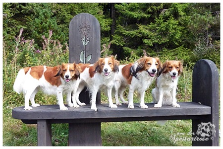 Kooikerhondje von der Spessartrose